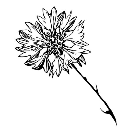 Vector illustration. Black flowers on a white background.のイラスト素材