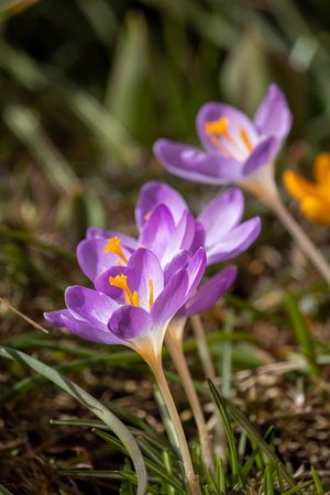 Spring flowers on a sunny March day in an English park.