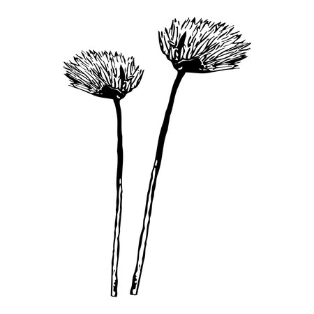 Vector illustration. Black flowers on a white background.のイラスト素材