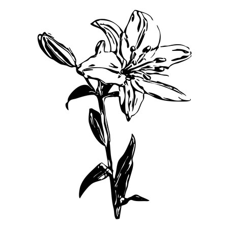 Vector illustration. Black flowers on a white background.のイラスト素材