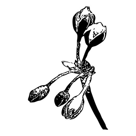 Vector illustration. Black flowers on a white background.のイラスト素材