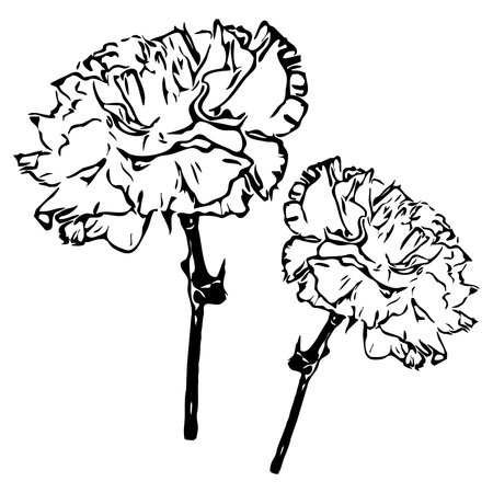 Vector illustration. Black flowers on a white background.のイラスト素材