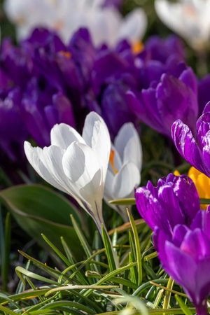 Spring flowers on a sunny March dayの写真素材