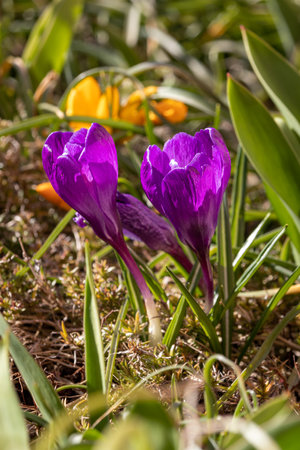 Spring flowers on a sunny March day