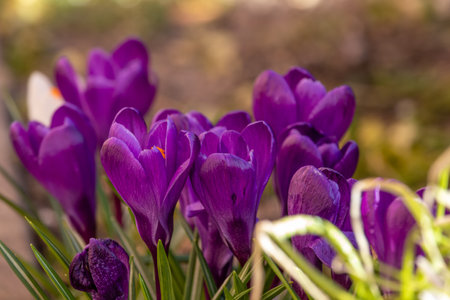 Spring flowers on a sunny March day