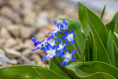 Spring flowers on a sunny March dayの写真素材