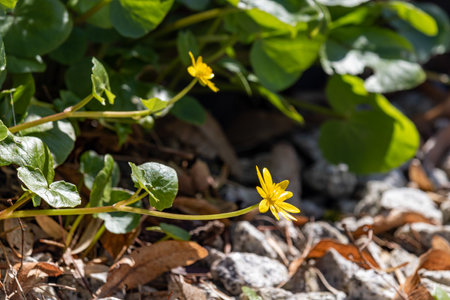 Spring flowers on a sunny April day