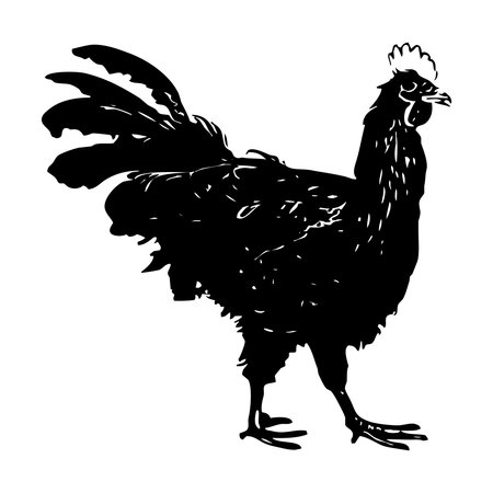 bird illustration. Black hen on a white background .の写真素材