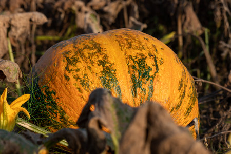 Sunny October day in the countryside. Autumn vegetable harvest. Pumpkinの写真素材