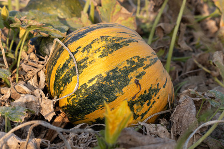 Sunny October day in the countryside. Autumn vegetable harvest. Pumpkinの写真素材