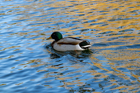 Birds in the natural environment. West Park Wolverhampton. Spring in England.