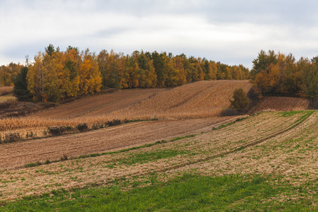Landscape in the countryside. Sunny day in July.の写真素材