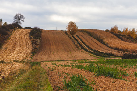 Landscape in the countryside. Sunny day in July.の写真素材