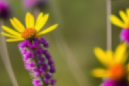 Wildflowers in the meadow. Blurry background.