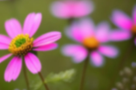Wildflowers in the meadow. Blurry background.の写真素材