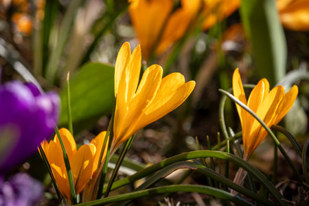 Beautiful spring crocuses on a sunny March day on a blurry background.