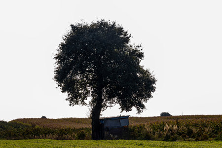 Landscape in the countryside on a sunny August dayの写真素材