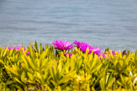 Beautiful pink flowers on a sunny May day in Croatiaの写真素材