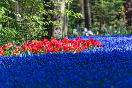 Beautifully blooming spring flowers on a sunny dayの写真素材