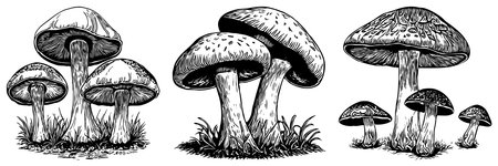 Mushrooms. Black and white line art. Logo design for use in graphics. T-shirt print, tattoo design.の写真素材