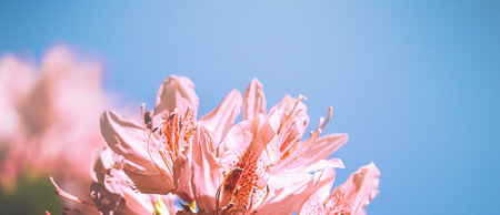 Horizontal botanical banner for the websiteの写真素材