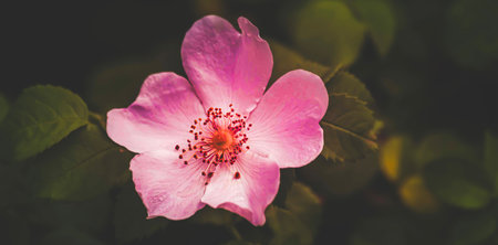 Horizontal botanical banner. Background for a website, covers, leaflets, business cards.の写真素材