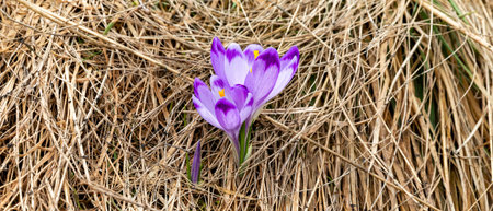 Crocuses in the mountains. Botanical background from the trip