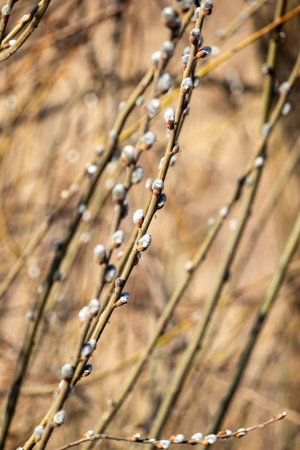 Catkins against a blurred background on a sunny March day.