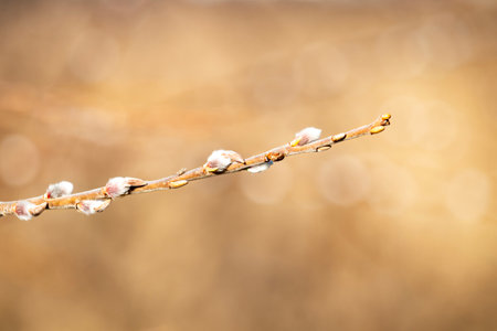 Catkins against a blurred background on a sunny March day.