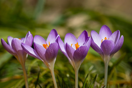 Crocuses against a blurry background.