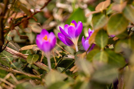 Crocuses against a blurry background.