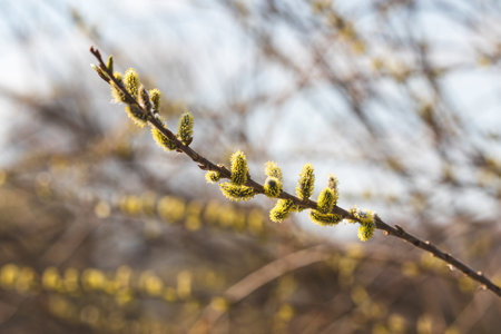 Catkins against a blurred background on a sunny March day.