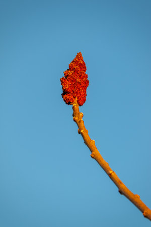 Sumac against a blurry background on a sunny dayの写真素材