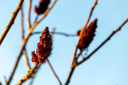 Sumac against a blurry background on a sunny March day at the lake