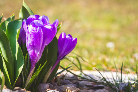 Crocuses against a blurry background.の写真素材