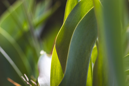 Tulips on a blurred background on a sunny day in March.の写真素材