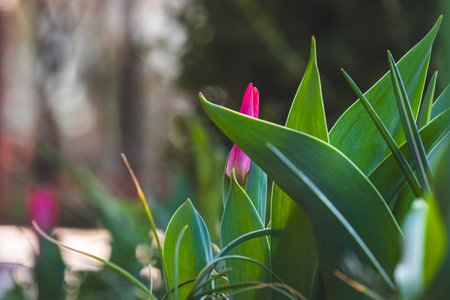 Tulips on a blurred background on a sunny day in March.の写真素材