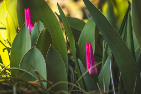 Tulips on a blurred background on a sunny day in March.