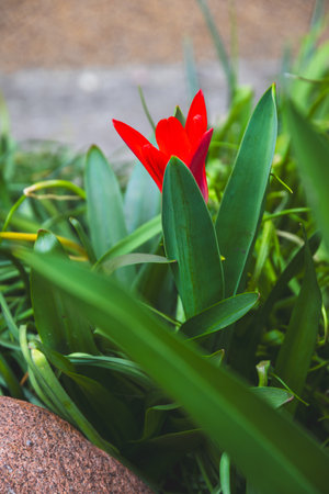 Tulips on a blurred background on a sunny day in March.の写真素材