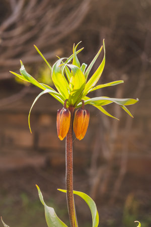 Spring flowers on a blurred background on a sunny day in April.の写真素材