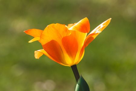 Tulips on a blurred background on a sunny day in April.