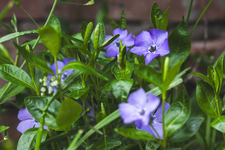 Purple periwinkle against a blurred background on a sunny April day