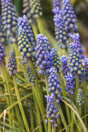 Purple grape hyacinths against a blurred background on a sunny day in Aprilの写真素材