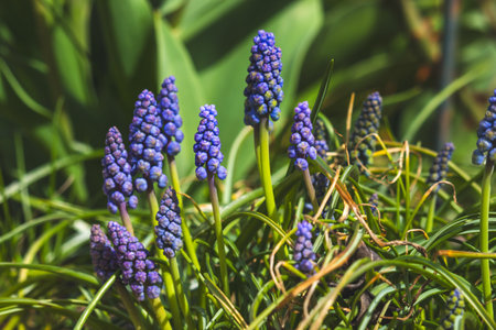 Purple grape hyacinths against a blurred background on a sunny day in Aprilの写真素材