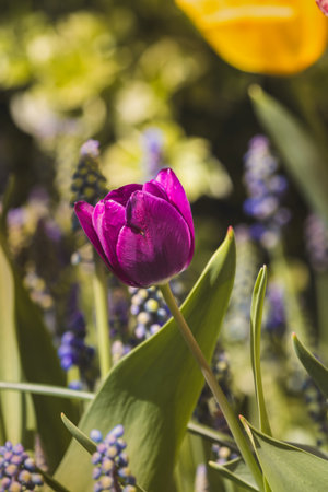 Beautiful spring tulips in the Netherlands on a sunny April day.