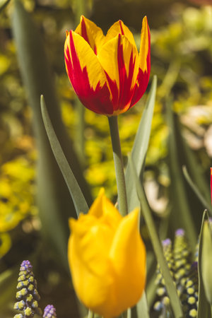 Beautiful spring tulips in the Netherlands on a sunny April day.