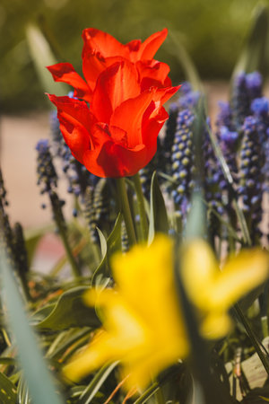Beautiful spring tulips in the Netherlands on a sunny April day.