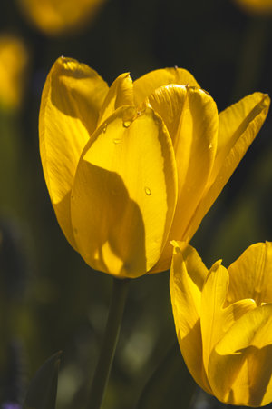 Beautiful spring tulips in the Netherlands on a sunny April day.の写真素材