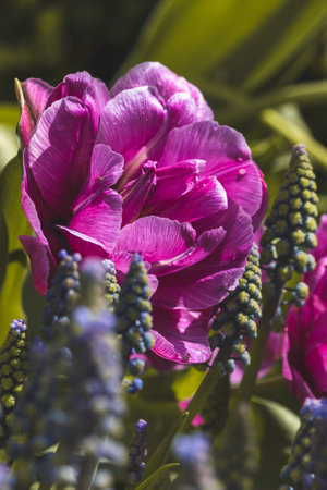 Beautiful spring tulips in the Netherlands on a sunny April day.