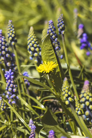 Blue spring flowers on a blurred background. Sunny day in April.
